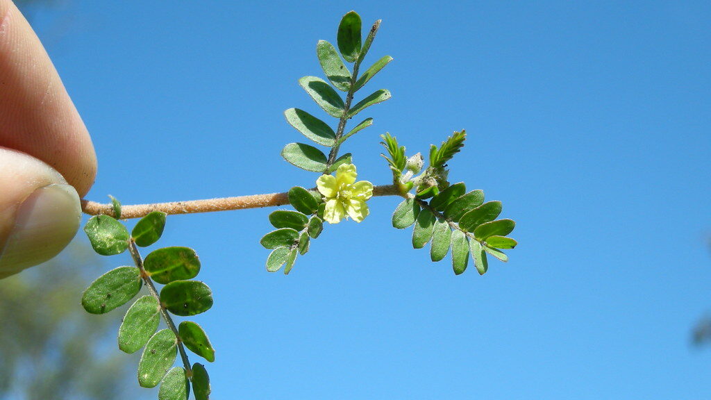 tribulus terrestris