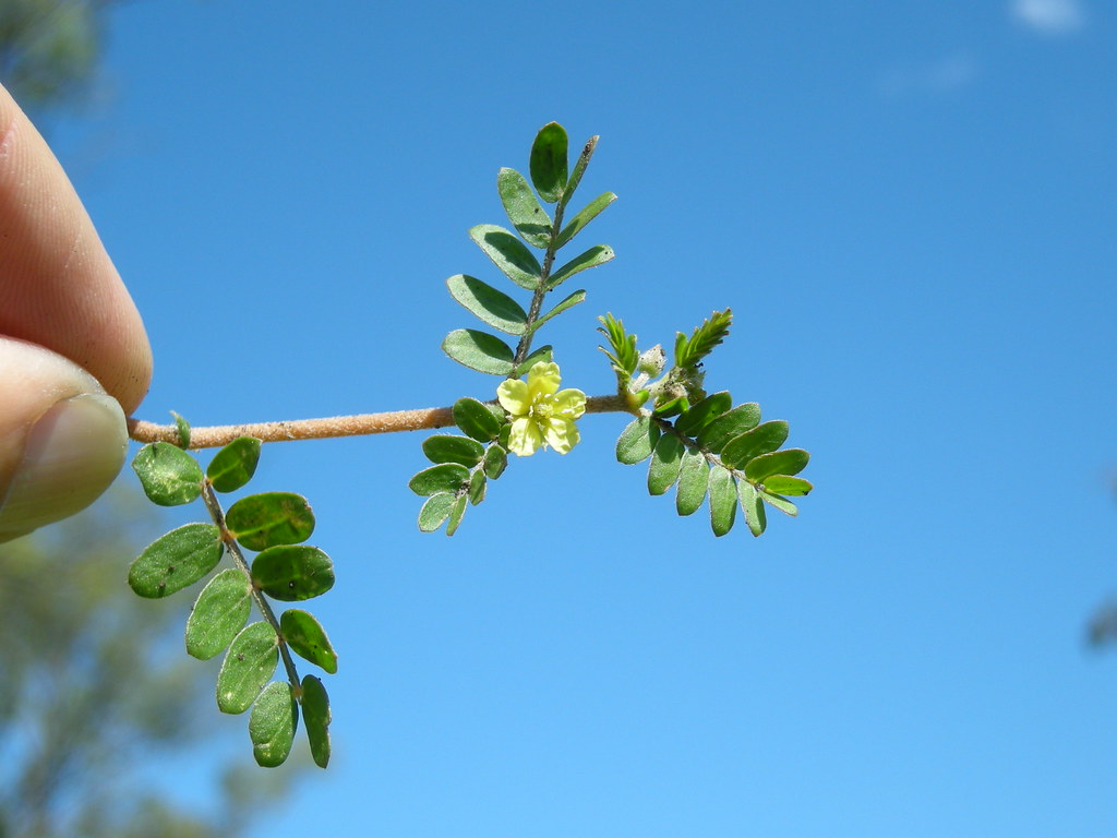 tribulus terrestris
